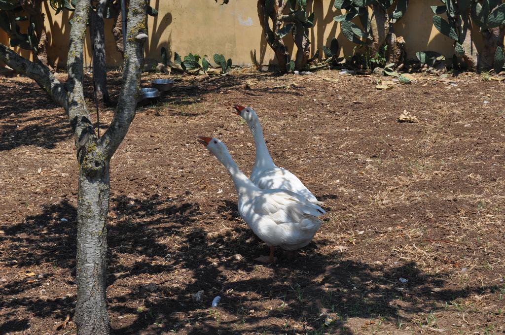 Bed & Breakfast Giardini Di Marzo Lecce Luaran gambar